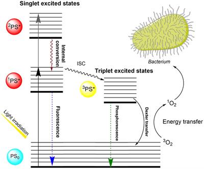 Fertility after photodynamic inactivation of bacteria in extended boar semen